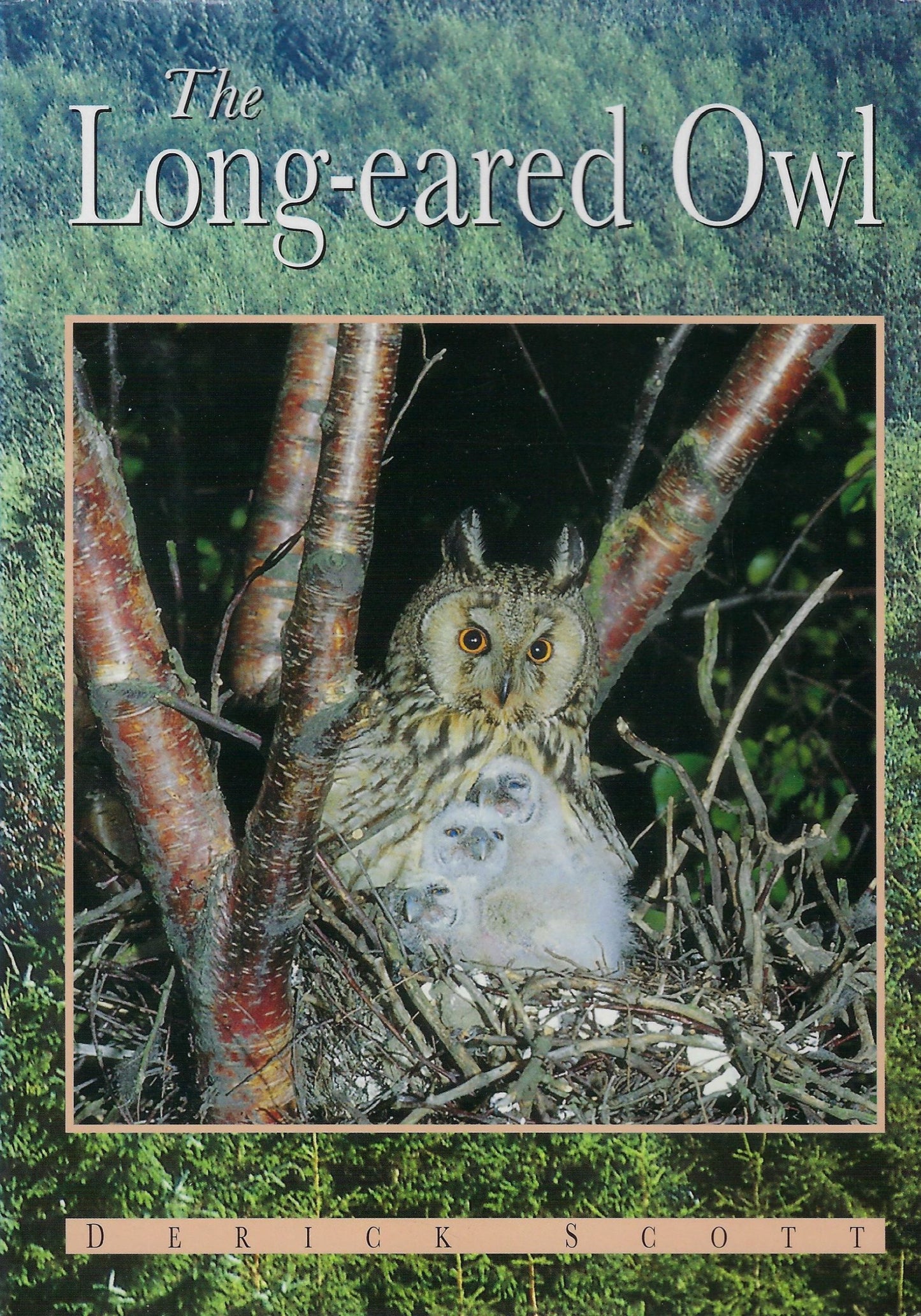 The Long-eared Owl