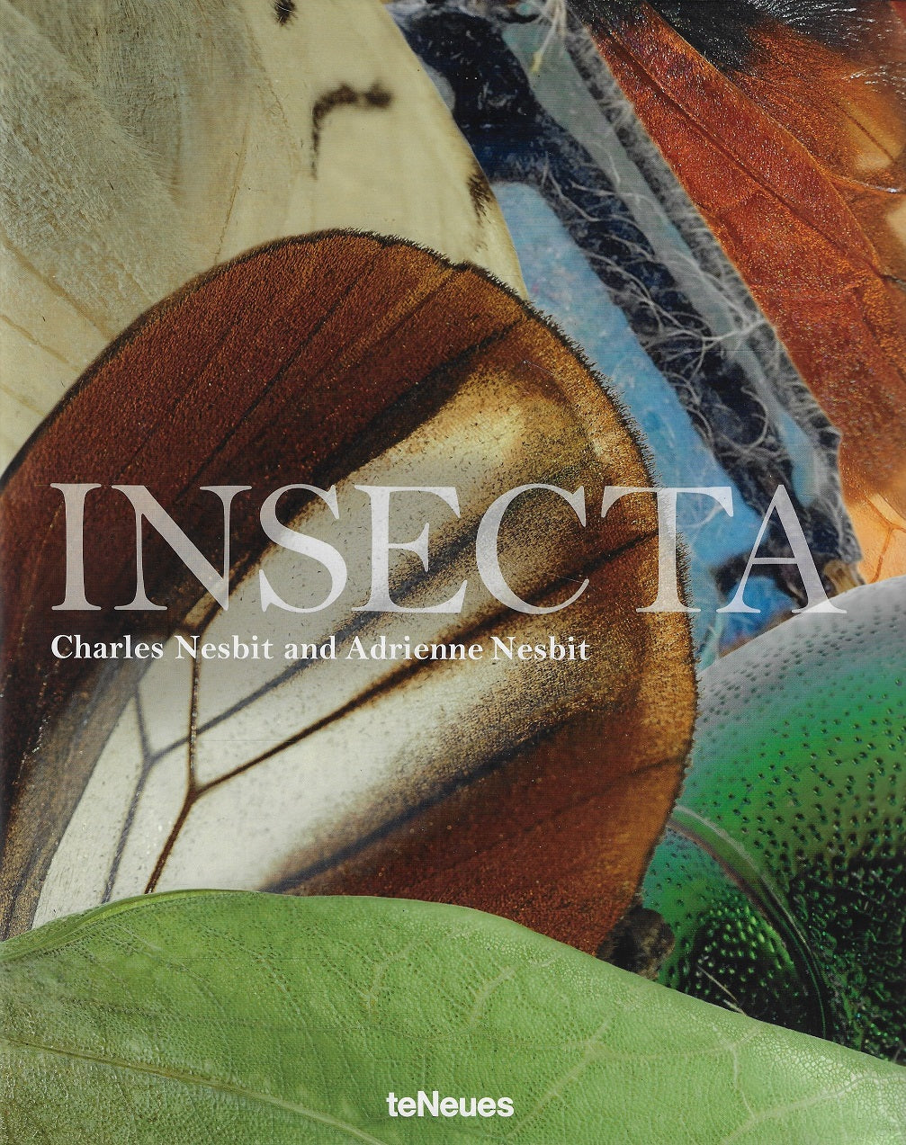 Insecta